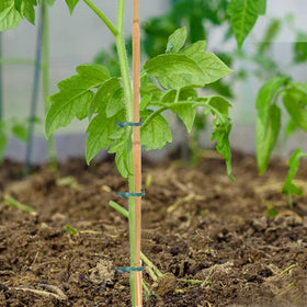 Yowlieu tomato staking with bamboo stakes for upright vines.