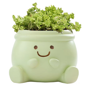 YOYLMAL cute face planter pot in green for small succulents on a desk
