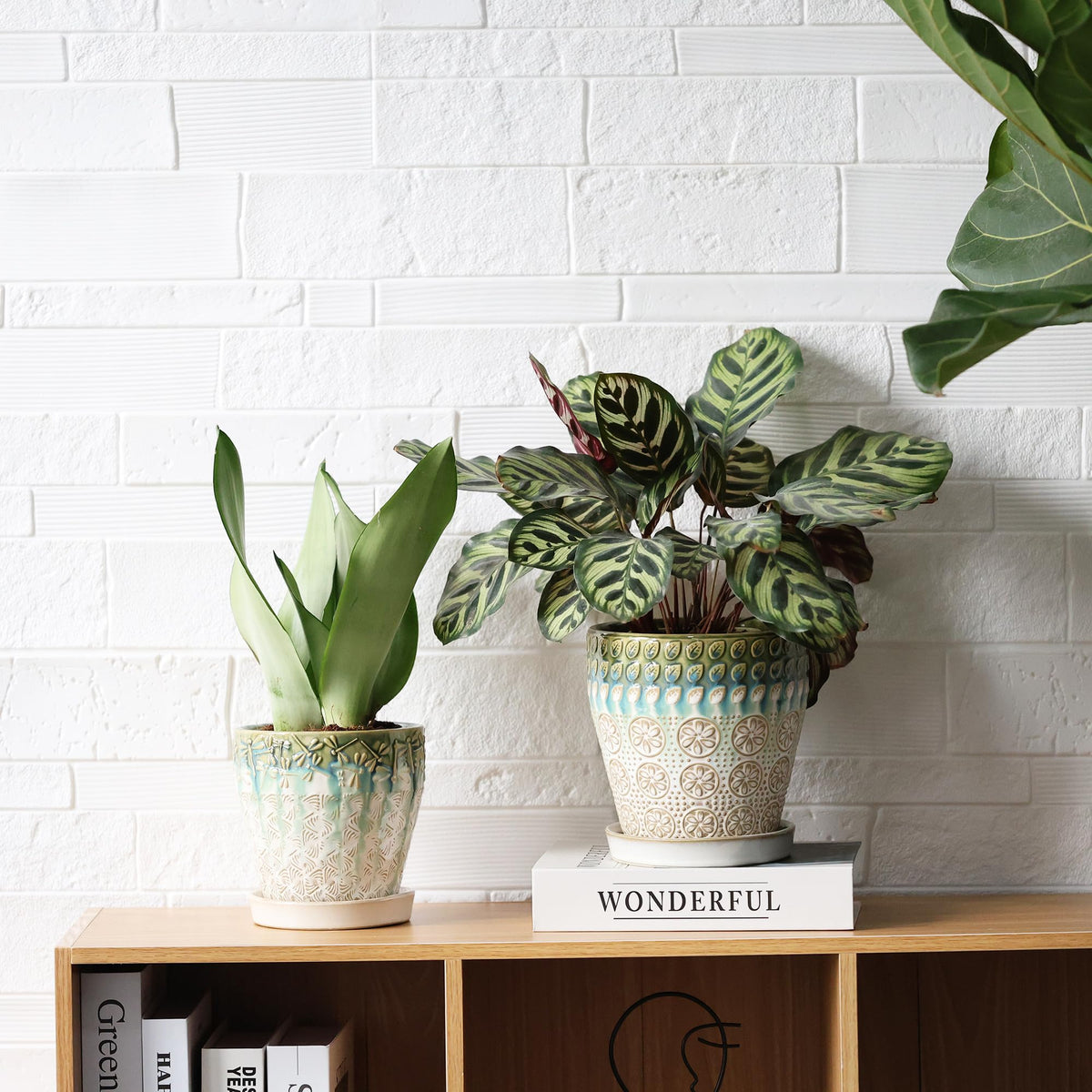 Indoor-outdoor use pairs with orchids and cacti in YQSLYSF pots