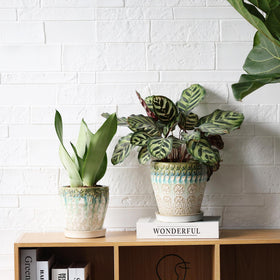 Indoor-outdoor use pairs with orchids and cacti in YQSLYSF pots