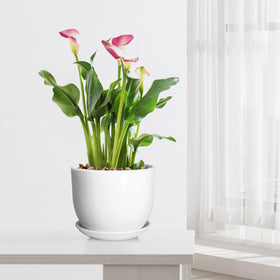 YUFDA ceramic pot perfect for succulents and orchids.