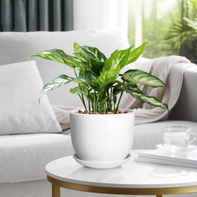 YUFDA easy-clean glaze keeps the finish bright with wiping.