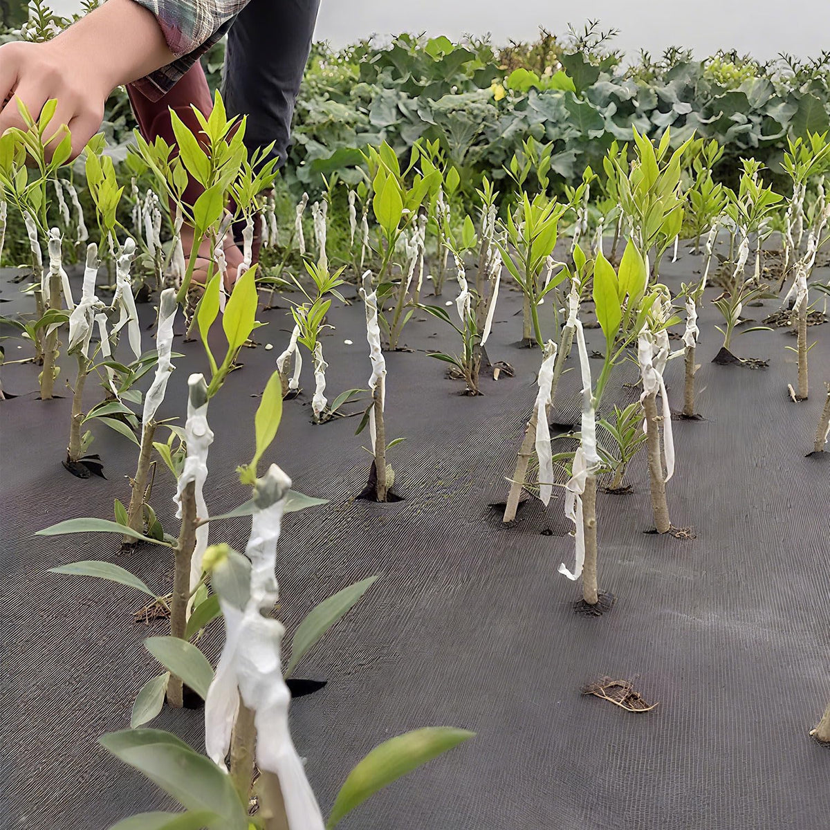 YUFDA garden workspace setup shows practical grafting use at home or in field.