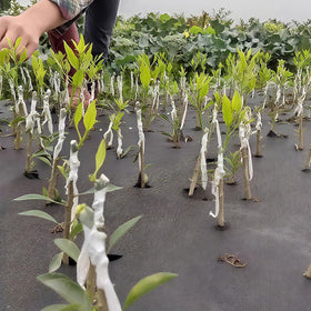 YUFDA garden workspace setup shows practical grafting use at home or in field.