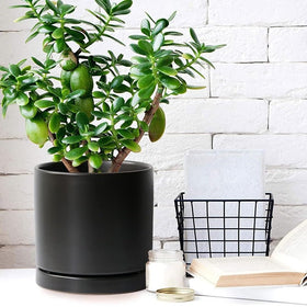 Yukfona bottom watering tray doubles as a plant base