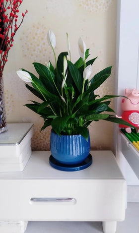 Yukfona 7-inch blue ceramic plant saucer captures excess moisture and debris.