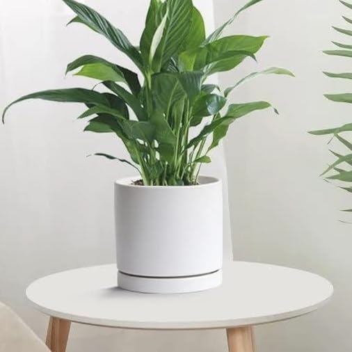 Yukfona bottom-watering tray catches excess moisture from pots.