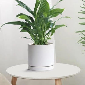 Yukfona bottom-watering tray catches excess moisture from pots.