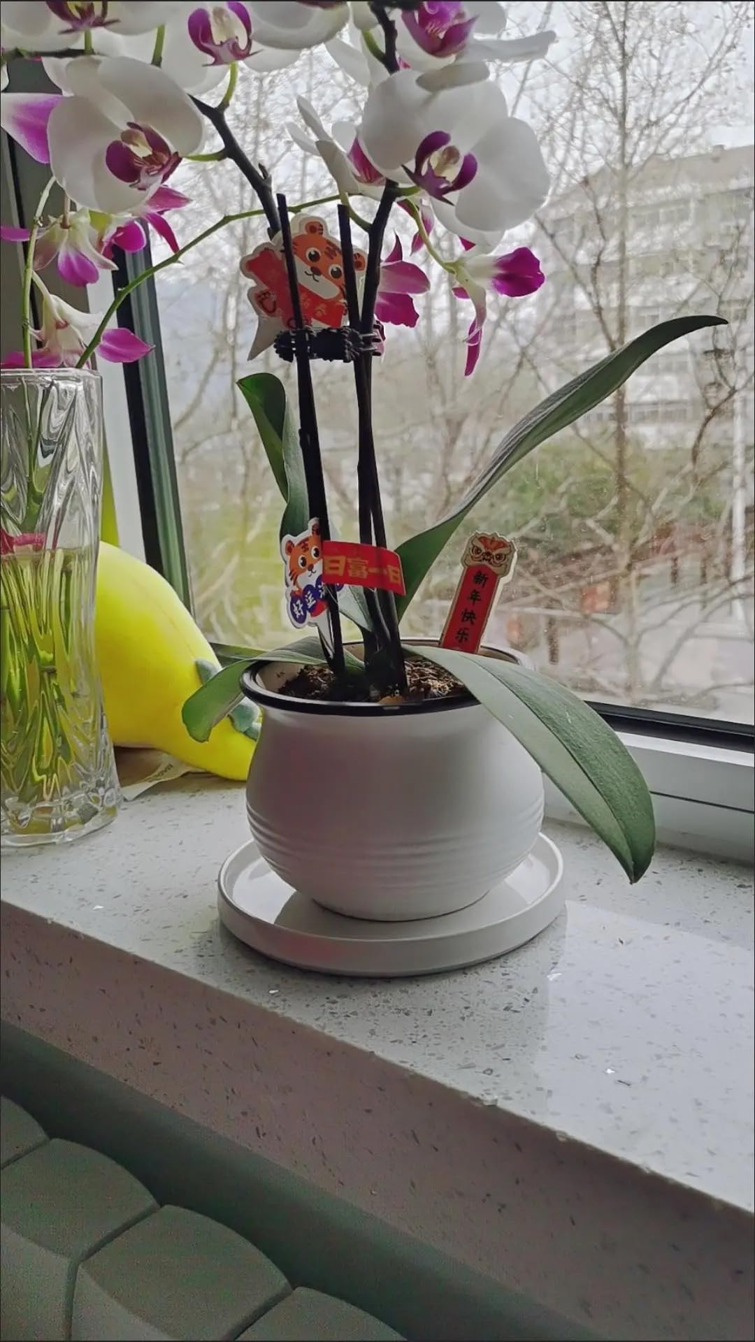 Yukfona gift-ready ceramic saucer pack for plant lovers.