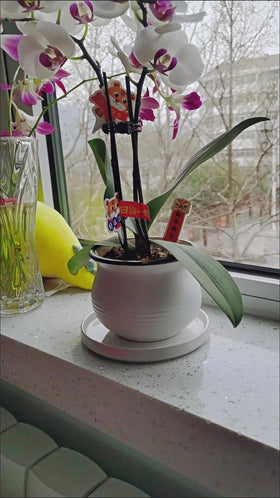 Yukfona gift-ready ceramic saucer pack for plant lovers.