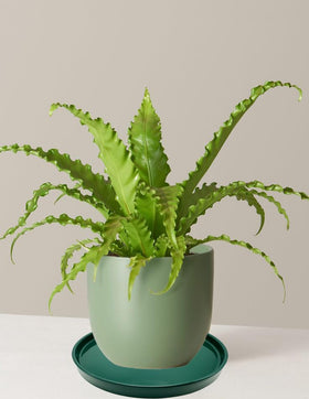 Yukfona plant saucer green texture detail on glazed ceramic finish