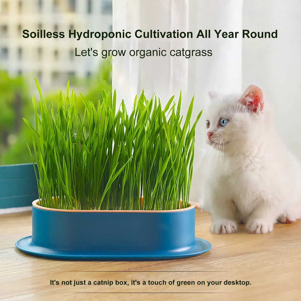 YUMINGUHC cat grass planter displayed on a sunny windowsill