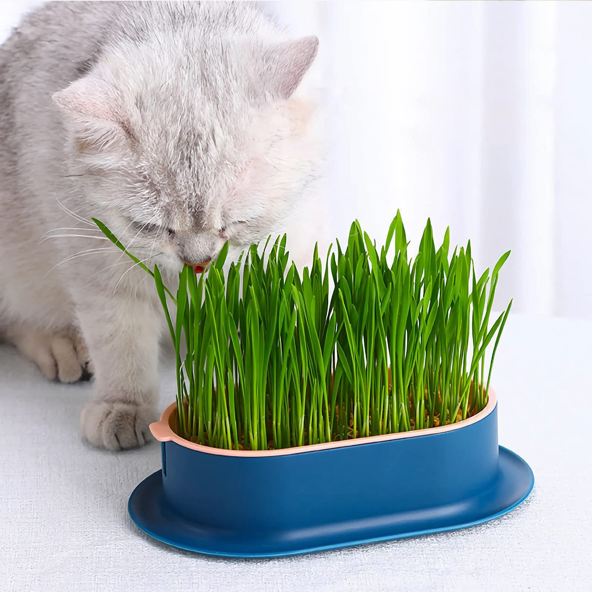 YUMINGUHC seedless wheatgrass hydroponic growth setup shown for quick sprouts.