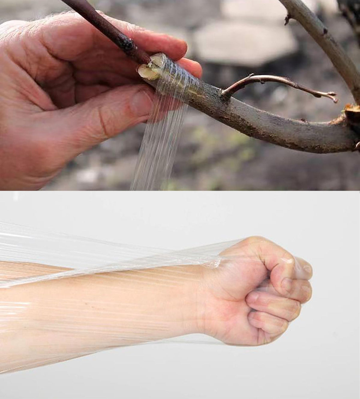 YYaaloa apple citrus peach grafting tape works across common fruit trees.