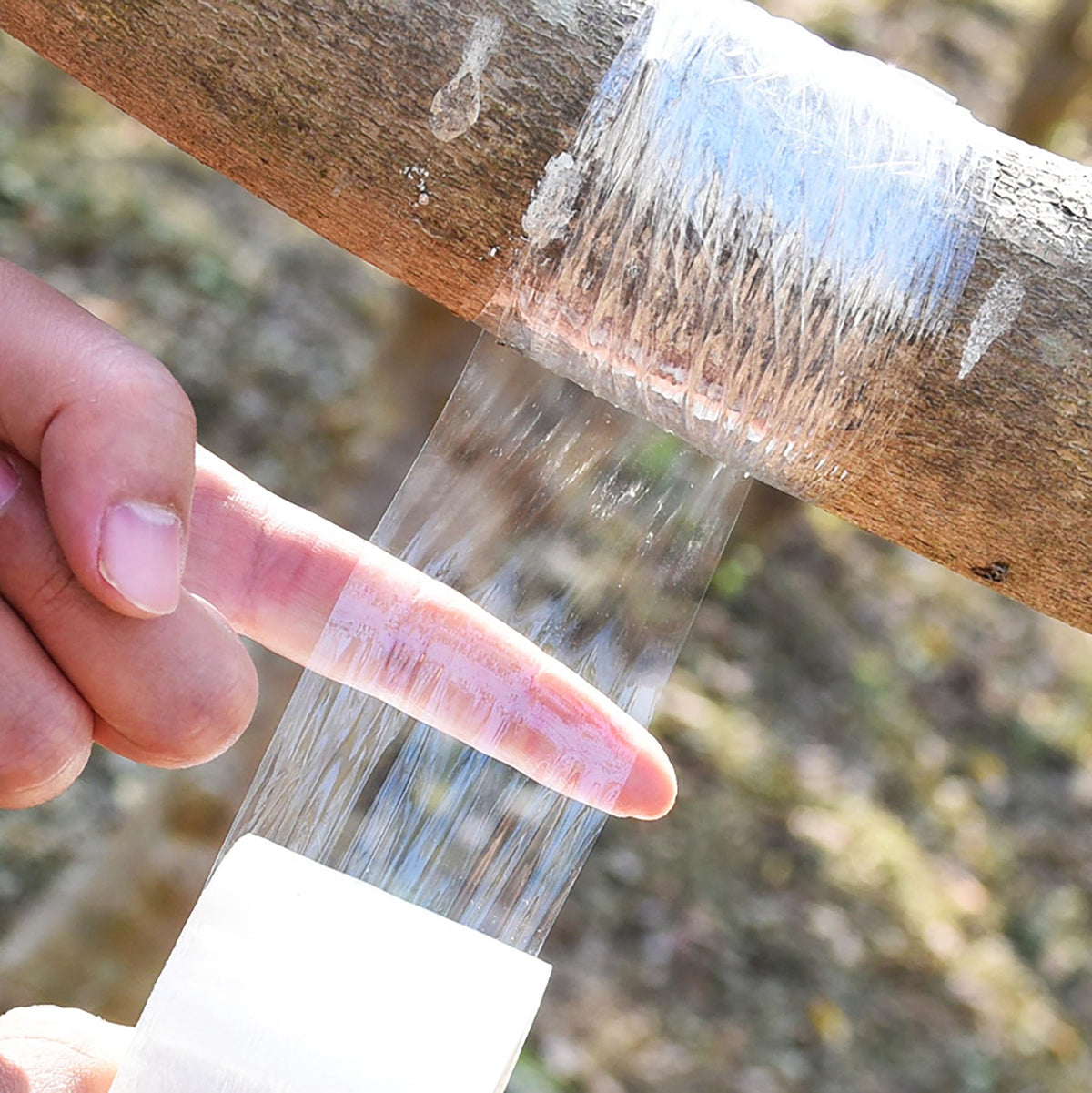 YYaaloa grafting tape for seedlings stretches with growth, aiding ongoing stability.