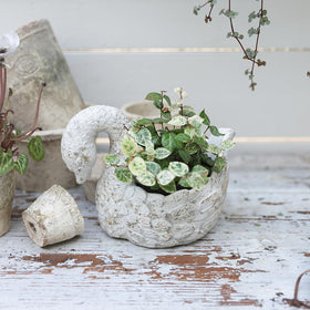Z² BellaDecor Swan Planter with plant demonstrates versatile décor
