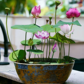 ZEshops aquatic lotus seeds provide easy care in water gardens