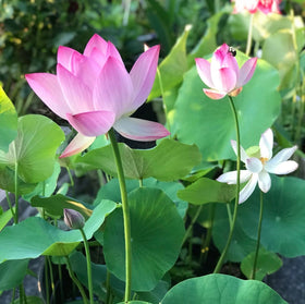 ZEshops blooming lotus in containers for ponds and patios
