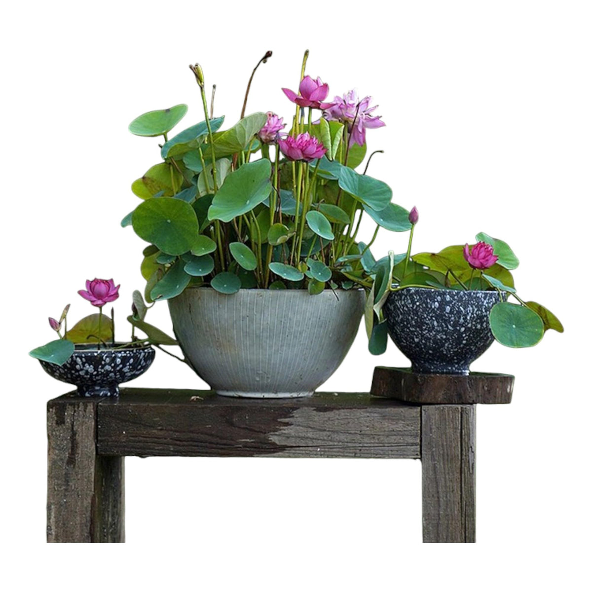 ZEshops bonsai lotus seeds mixed pink, red, and green for a vibrant pond display