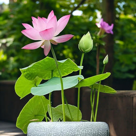 ZEshops germination-friendly lotus seeds with reliable sprouting
