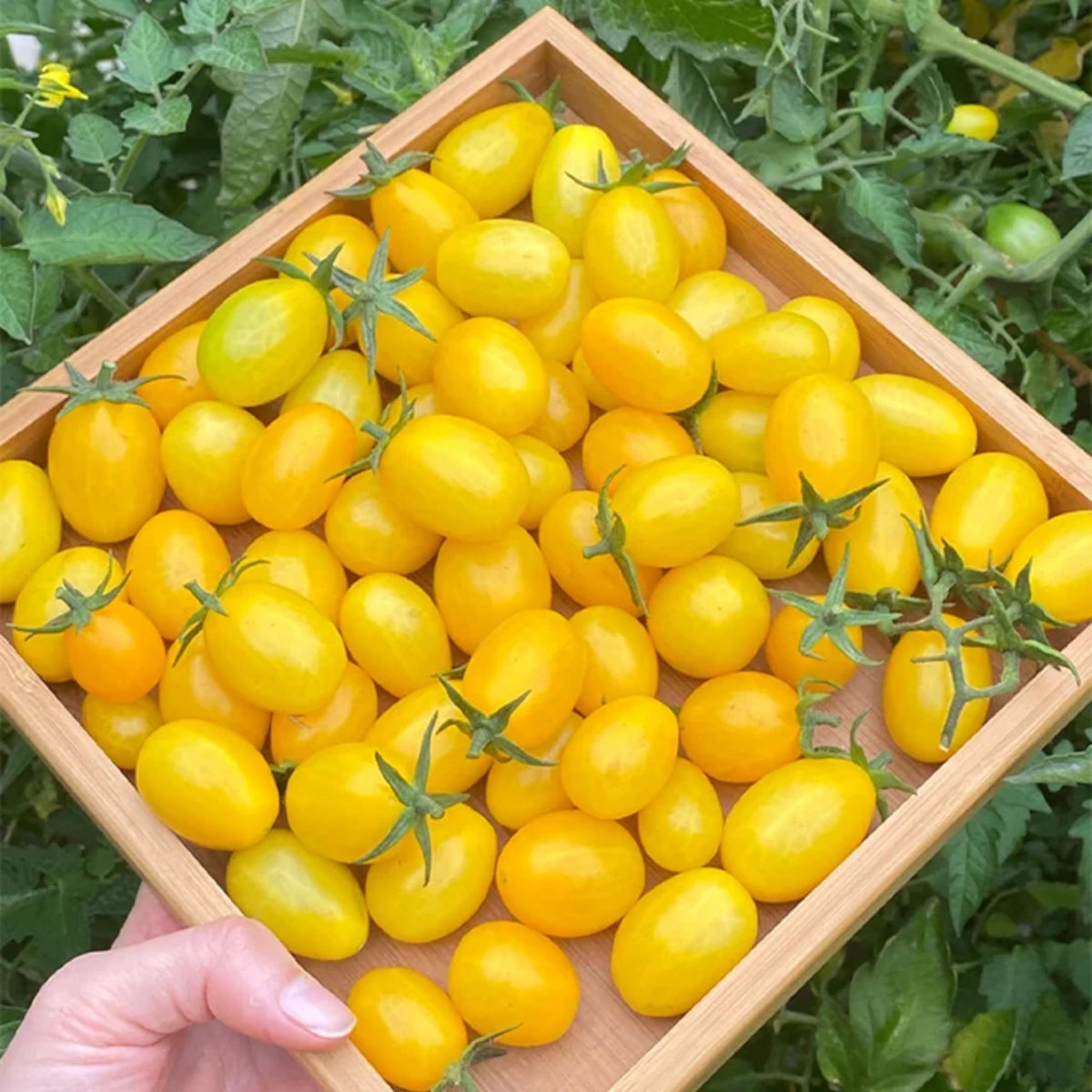 ZEshops harvest-ready yellow cherry tomatoes on a vine invite colorful salads.