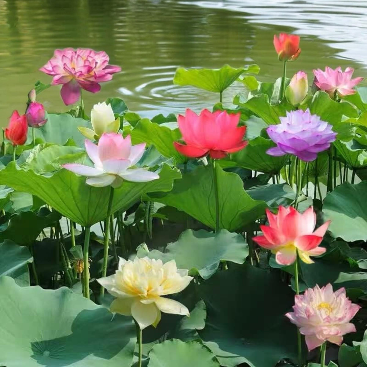 ZEshops lotus flowers for indoor and outdoor water features