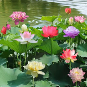 ZEshops lotus flowers for indoor and outdoor water features