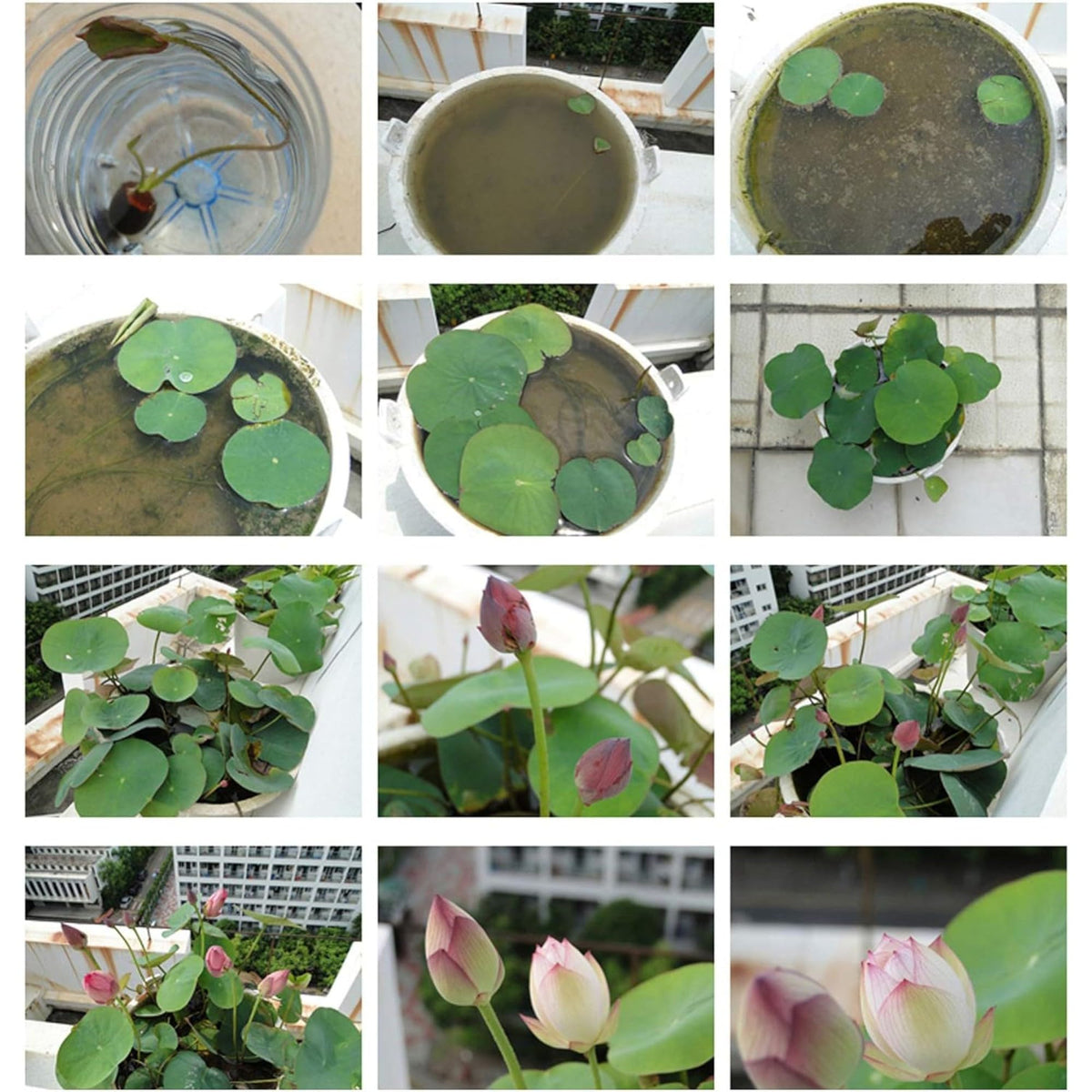 ZEshops 12-pack lotus seeds for multiple plants and experimentation