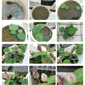 ZEshops 12-pack lotus seeds for multiple plants and experimentation