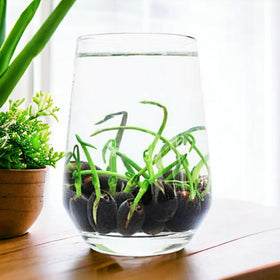 ZEshops step-by-step guide supports growing lotus from seed to bloom
