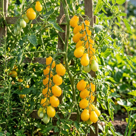 ZEshops Patio Choice seeds pack, ideal for sunny patios and fresh snacking.