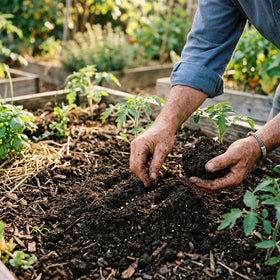 ZEshops yellow cherry tomato plants with abundant clusters for a prolific harvest.