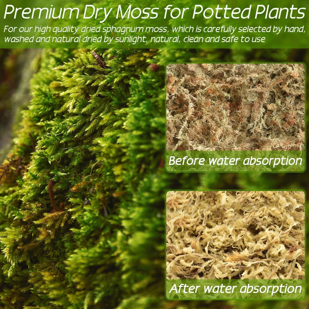 ZeeDix moss as substrate for carnivorous plants supports healthy growth