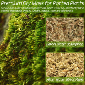 ZeeDix moss as substrate for carnivorous plants supports healthy growth