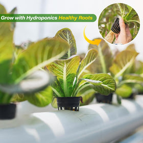Zeedix 2inch net pot seed-starting setup promotes even drainage.