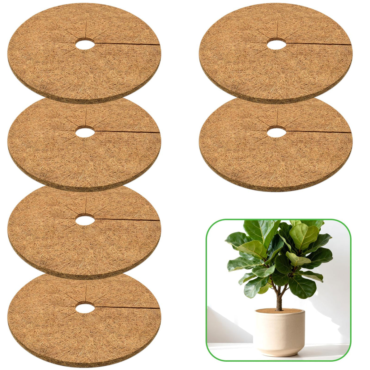 ZeeDix coconut fiber mulch ring surrounds a pot for even moisture around roots