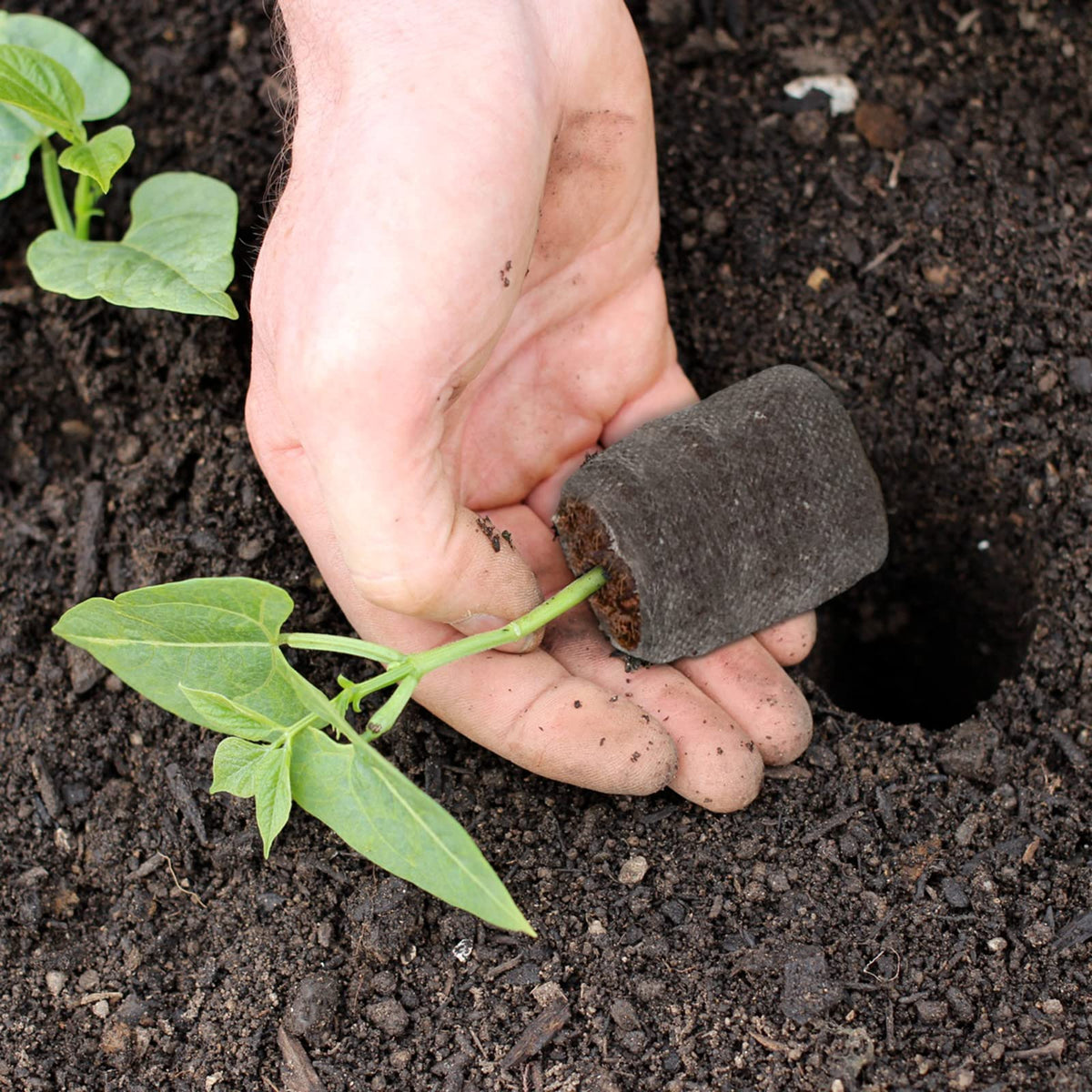 ZeeDix all-purpose peat pellets for vegetables, herbs, flowers and houseplants.