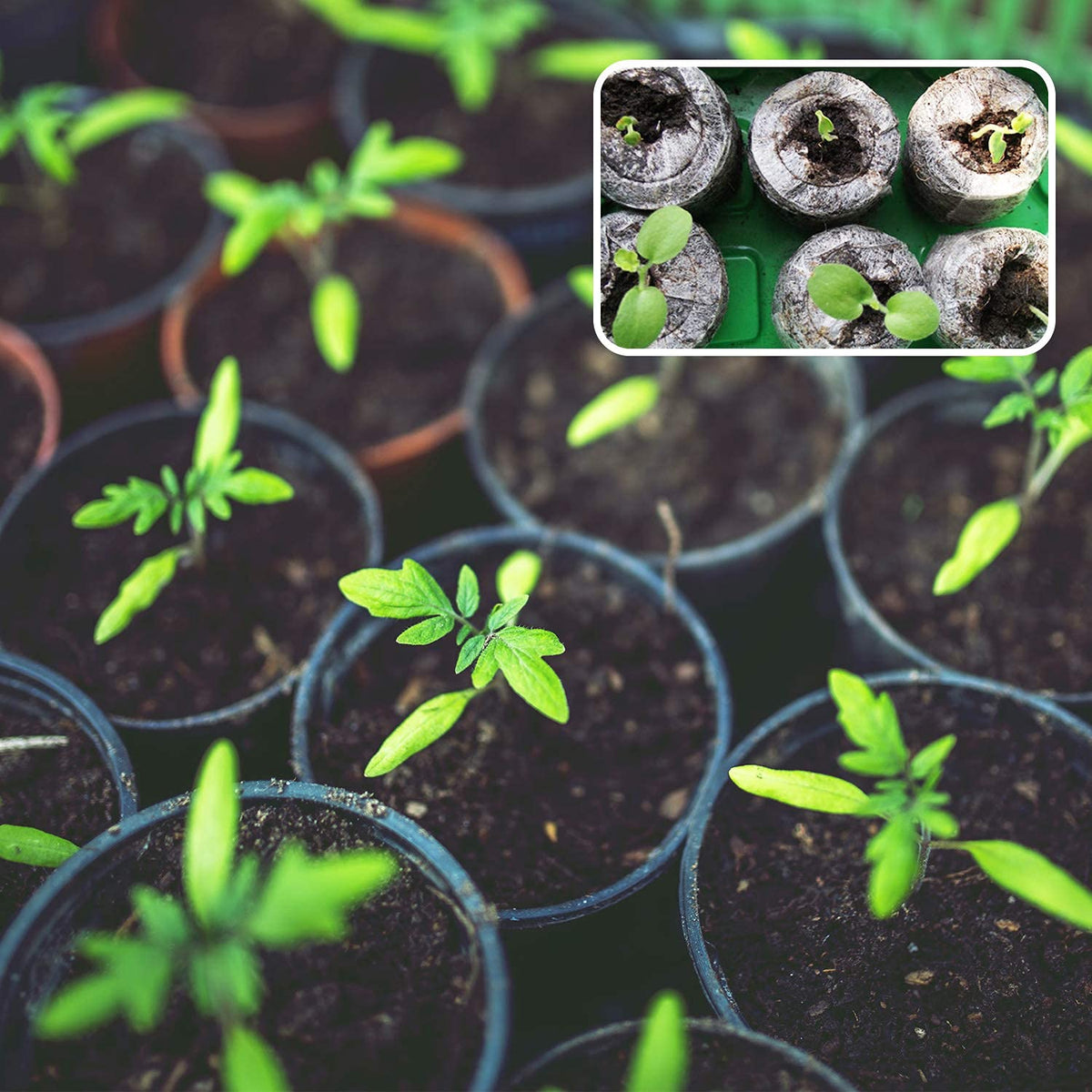 ZeeDix beginner friendly seed starter kit for easy gardening