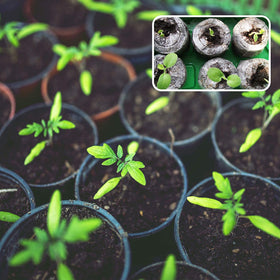 ZeeDix beginner friendly seed starter kit for easy gardening