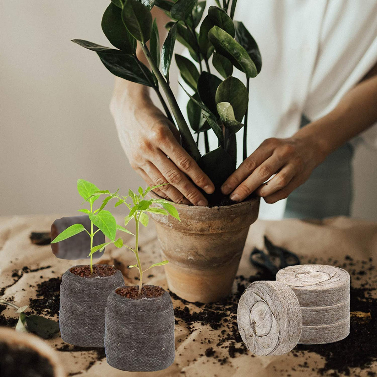 ZeeDix seed pellets are beginner-friendly for kids and new gardeners.