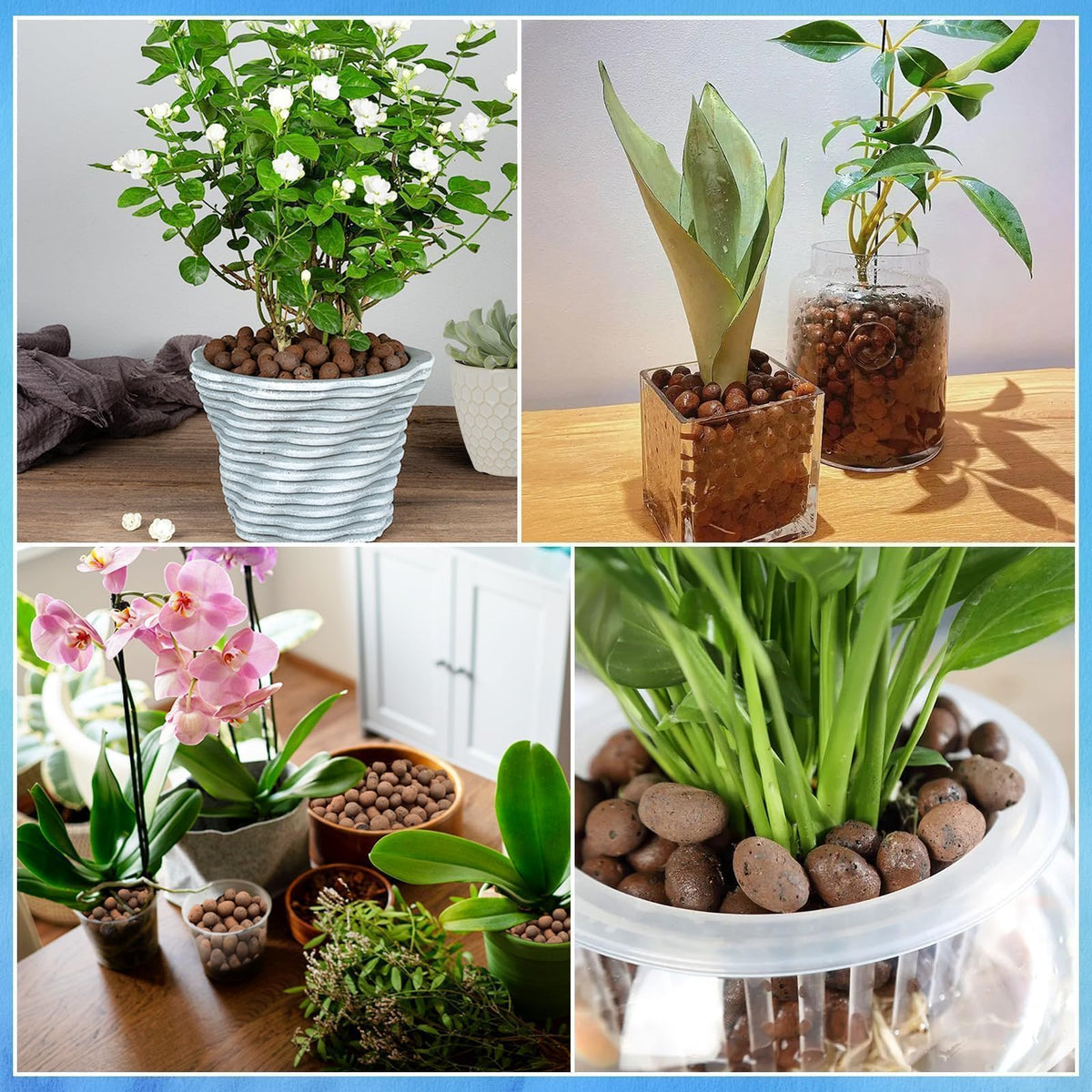 ZeeDix clear-container-view allows easy root health monitoring.
