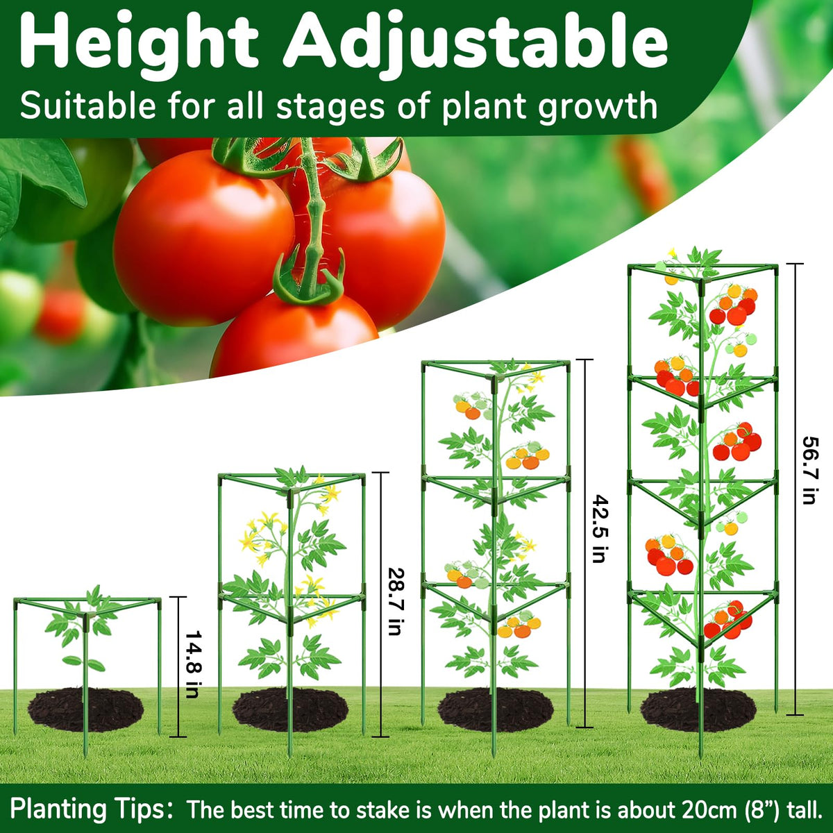 ZeeDix open-weave tomato cage guiding climbing plants for tomatoes and cucumbers.