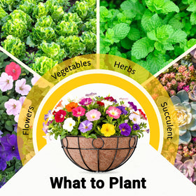 ZeeDix double-hoop baskets provide ample space for plants