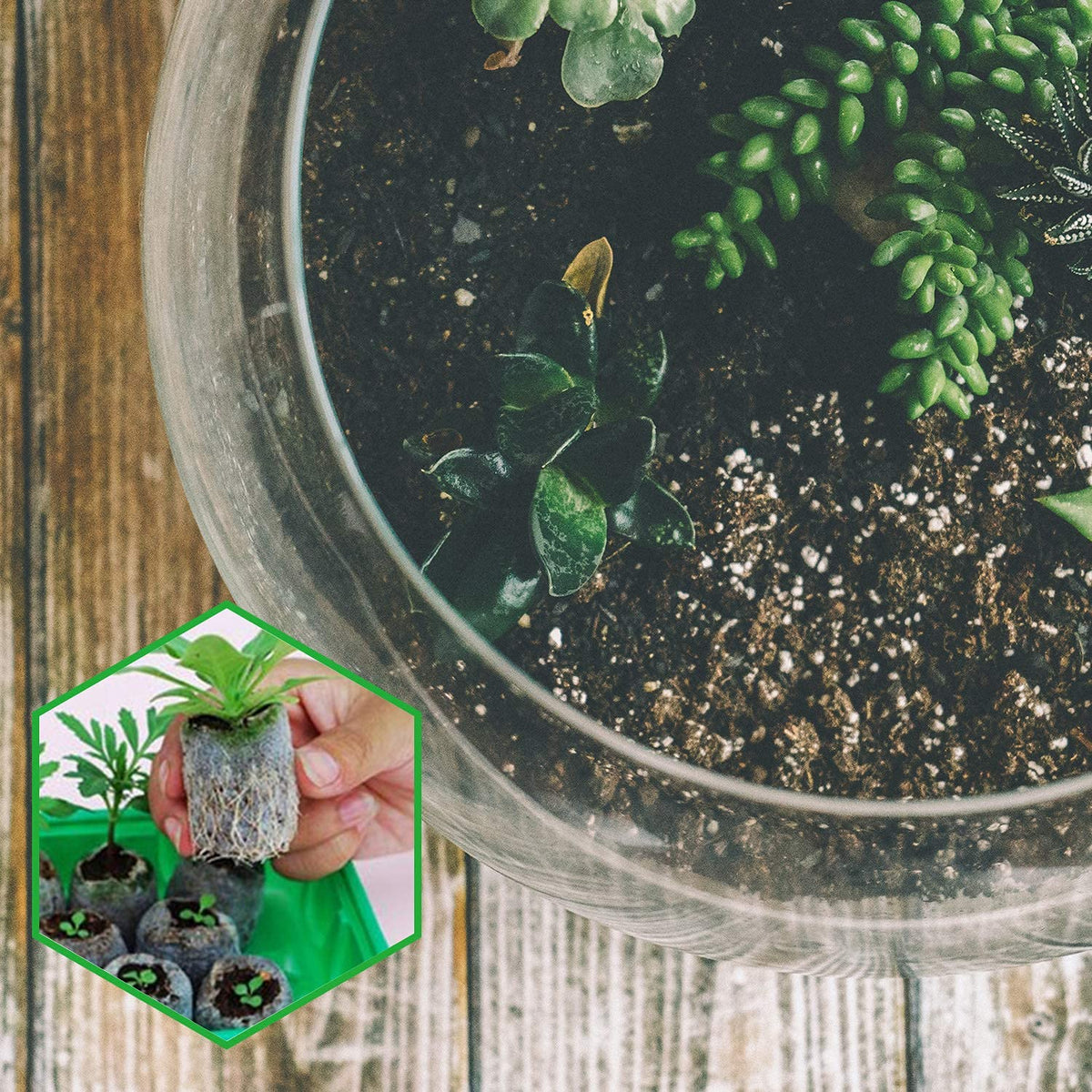Zeedix eco-friendly sphagnum moss fully degradable seed starter
