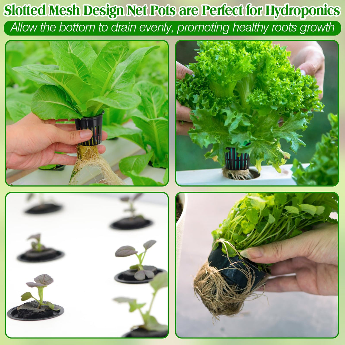 ZeeDix hydroponics setup with 2 inch net pots in clay pebbles