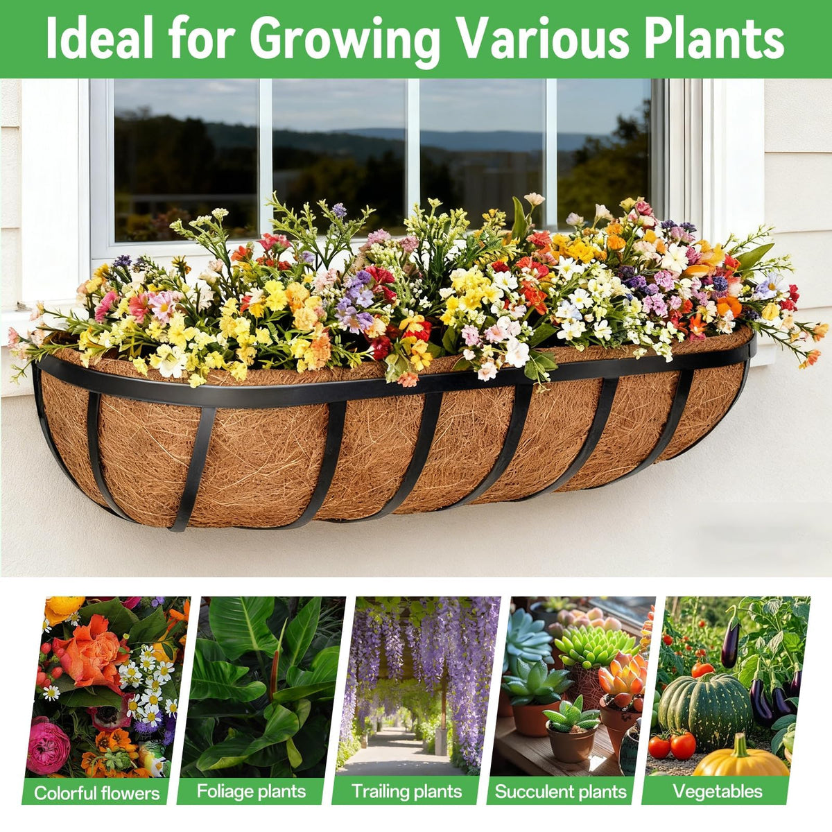 Indoor greenery: ideal for kitchen windowsills with balanced moisture and airflow.