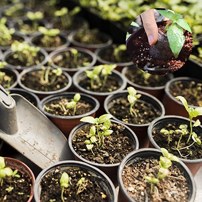 ZeeDix mini greenhouse seed-start setup helps keep seeds moist.