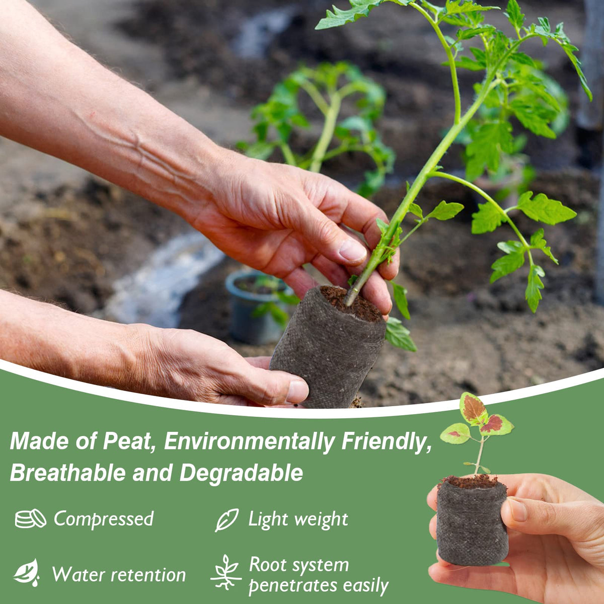 ZeeDix net-cover seed pod aids easy transport and transplant.