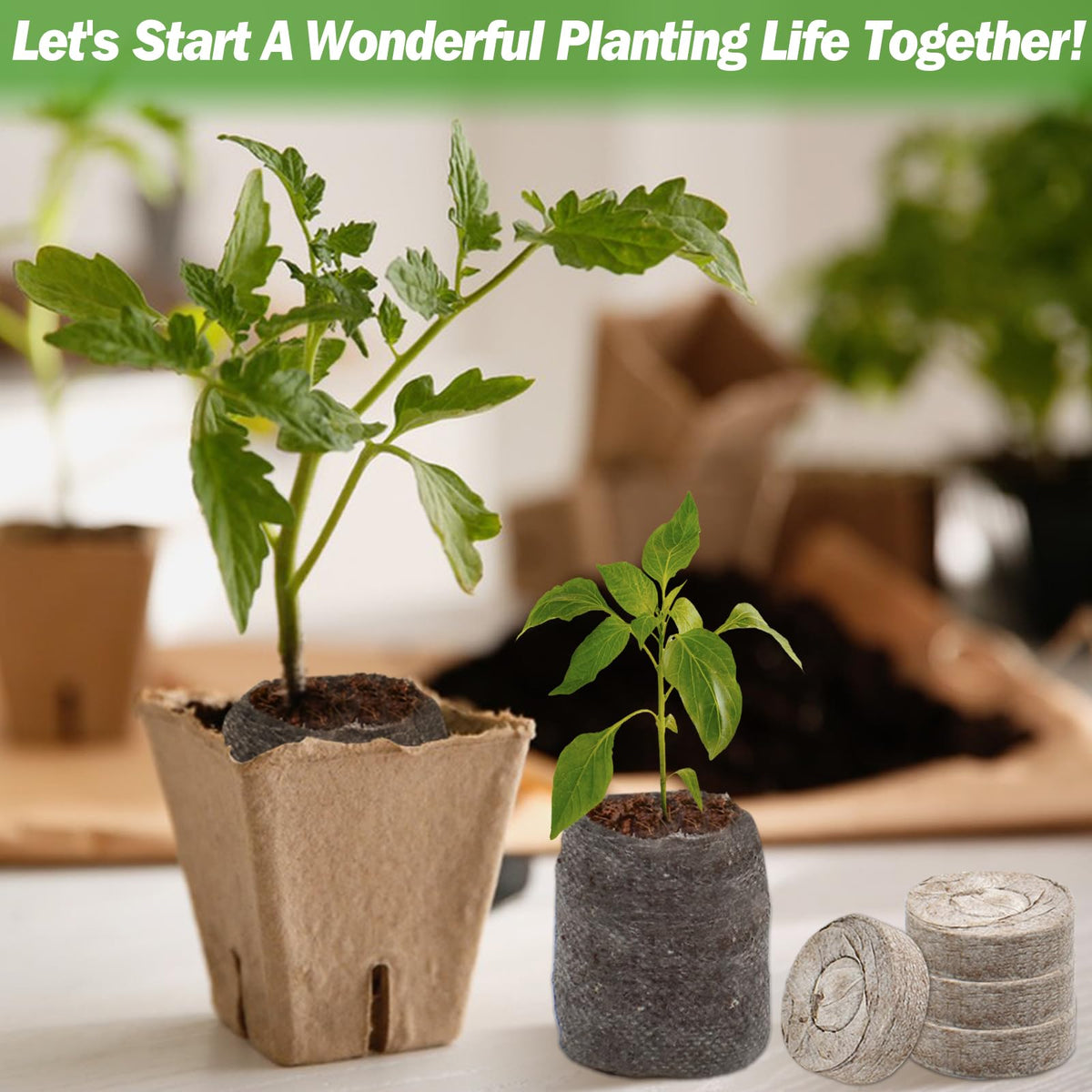 Zeedix 36mm peat pellets ideal for vegetables, herbs, and flowers.