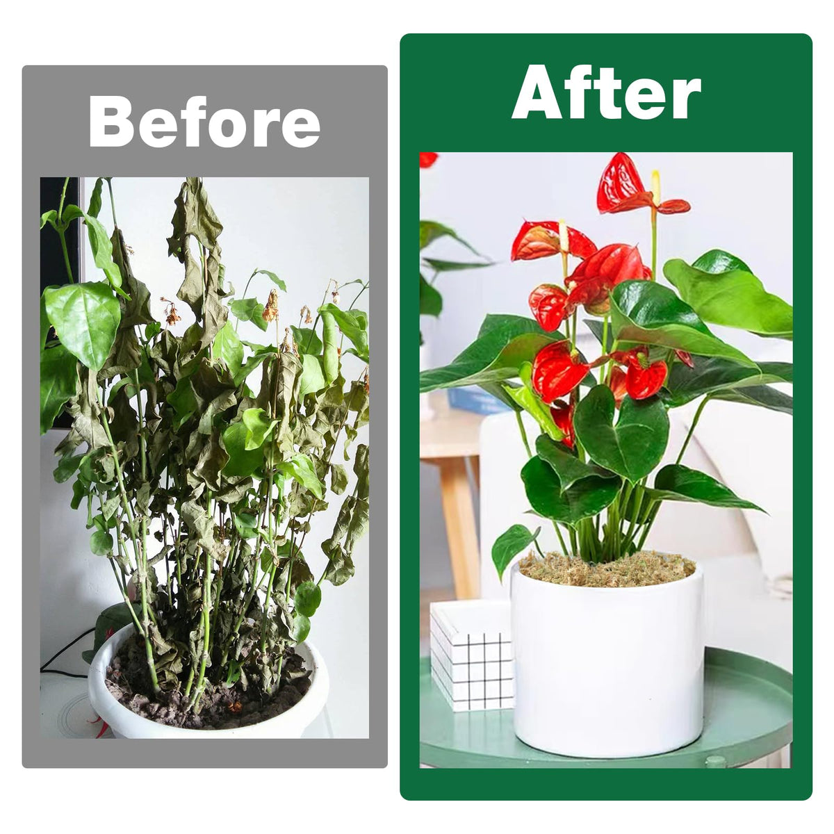 Zeedix renewable moss bundle, sustainably harvested and reusable